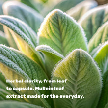 Load image into Gallery viewer, Mullein Leaf Extract, 240 Veggie Capsules
