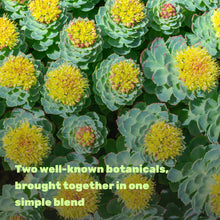 Load image into Gallery viewer, Rhodiola Rosea with Ashwagandha, 240 Vegetarian Capsules
